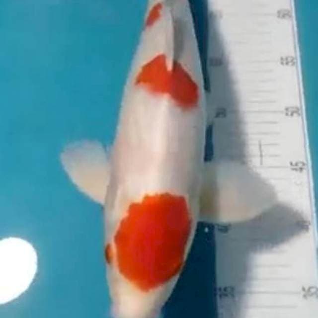 Kohaku koh.... 44cm