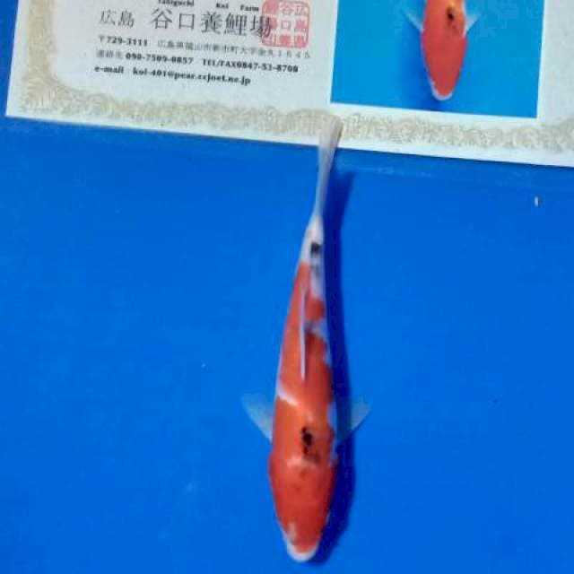 Sanke new tosai import taniguchi