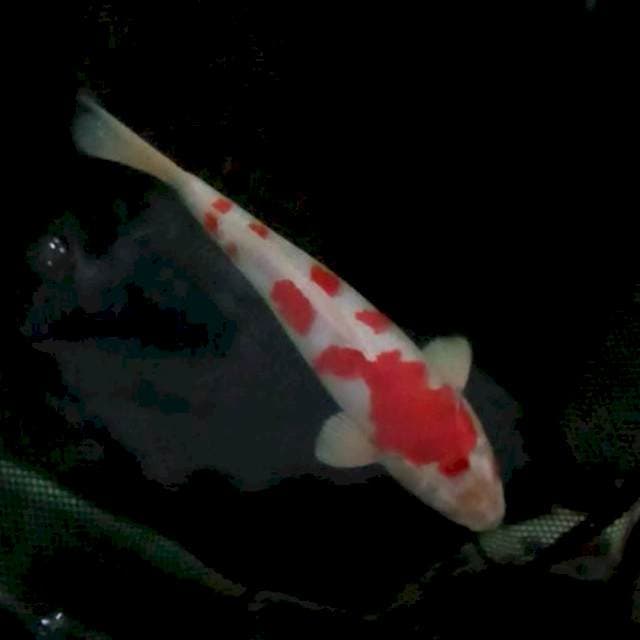 27cm. Kohaku Hikari