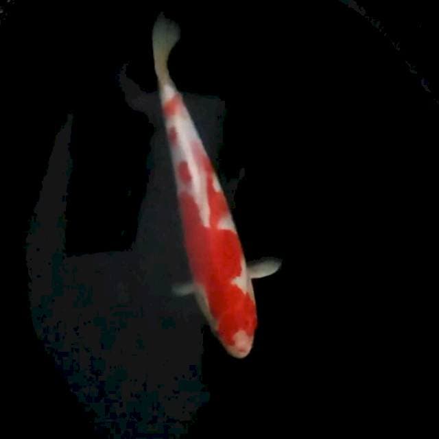29cm. Kohaku
