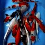 MIX KOI 24-25 CM 15 EKOR