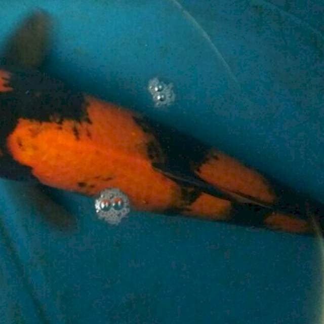 HiUtsuri 36 cm