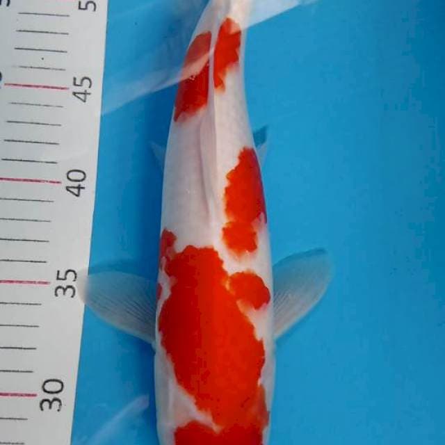 Kohaku maruten 