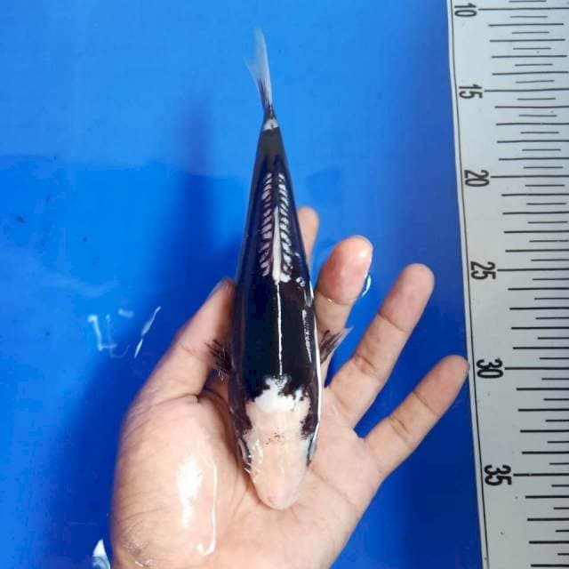 Kumon*20cm joss