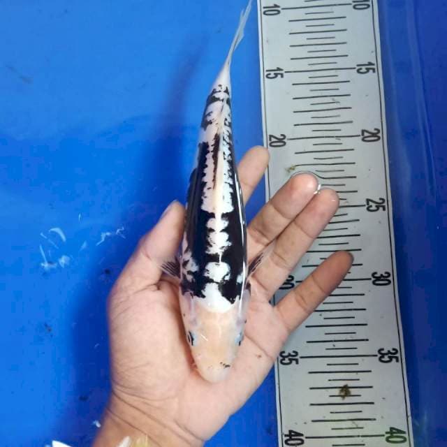 Kumonryu*24cm ciamix