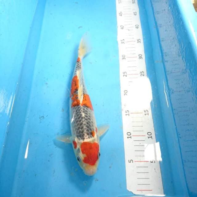 Maruten Goshiki 