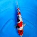 Badax Showa Blodline Isa Male 35 cm 
