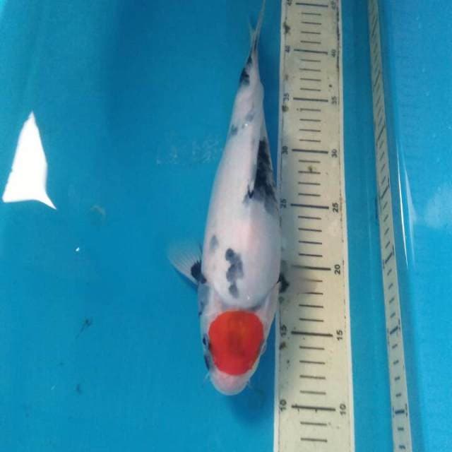 Tancho Showa, Female 33 cm