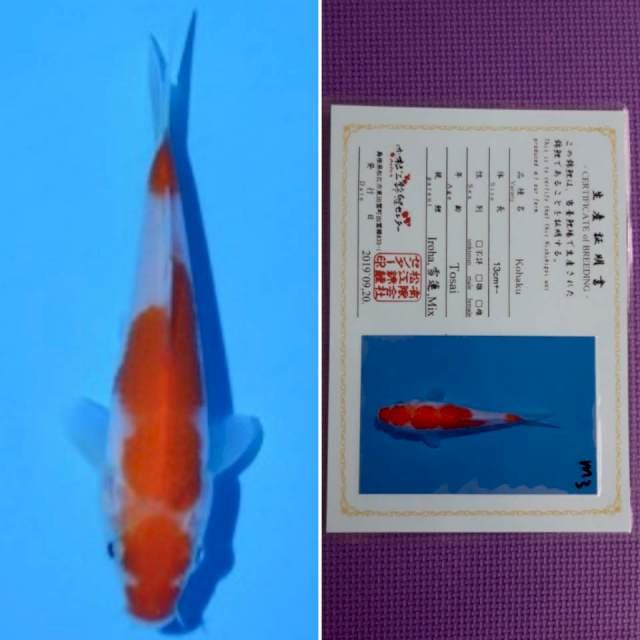Matsue kohaku 11cm serti