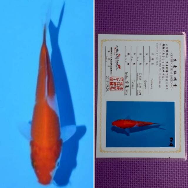 Matsue kohaku 11cm serti