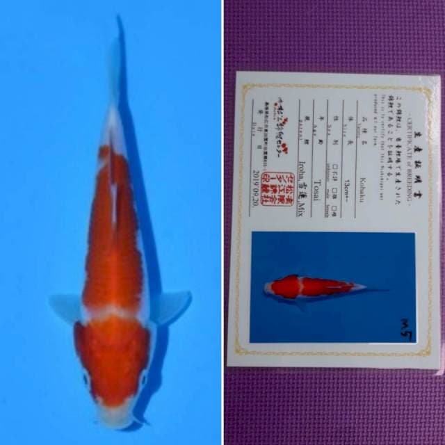 Matsue kohaku 13cm serti