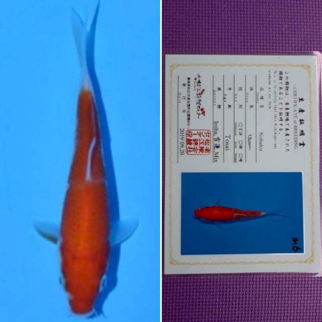 Matsue kohaku 11cm serti