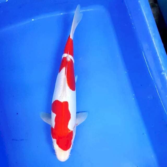 KOHAKU DOITSU