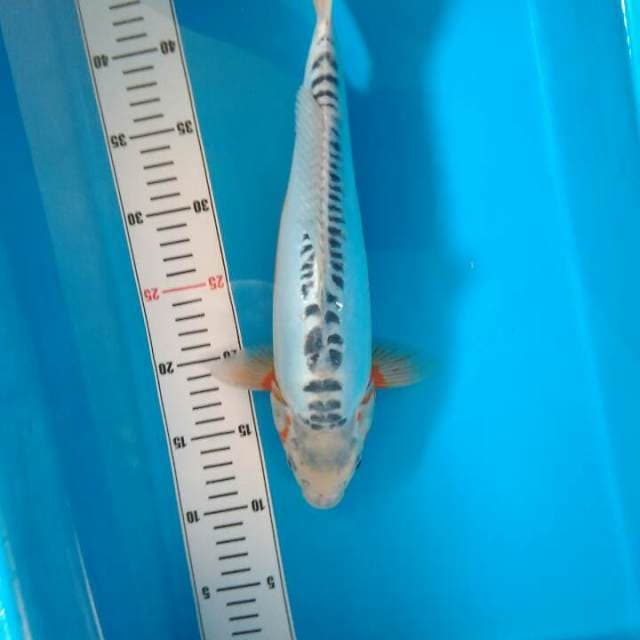 Shusui bulki 35 cm