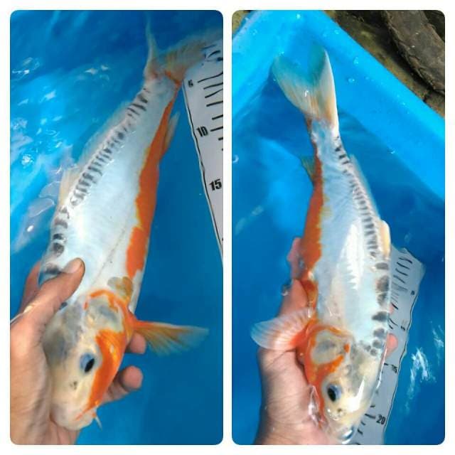 Shusui bulki 35 cm