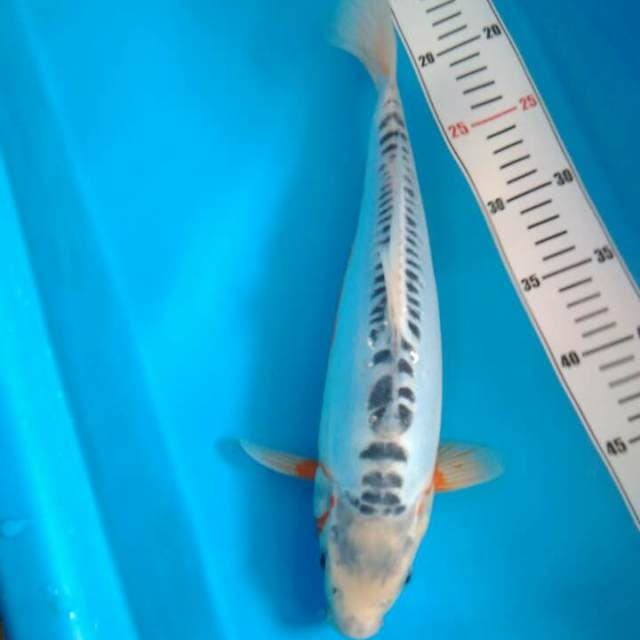 Shusui bulki 35 cm