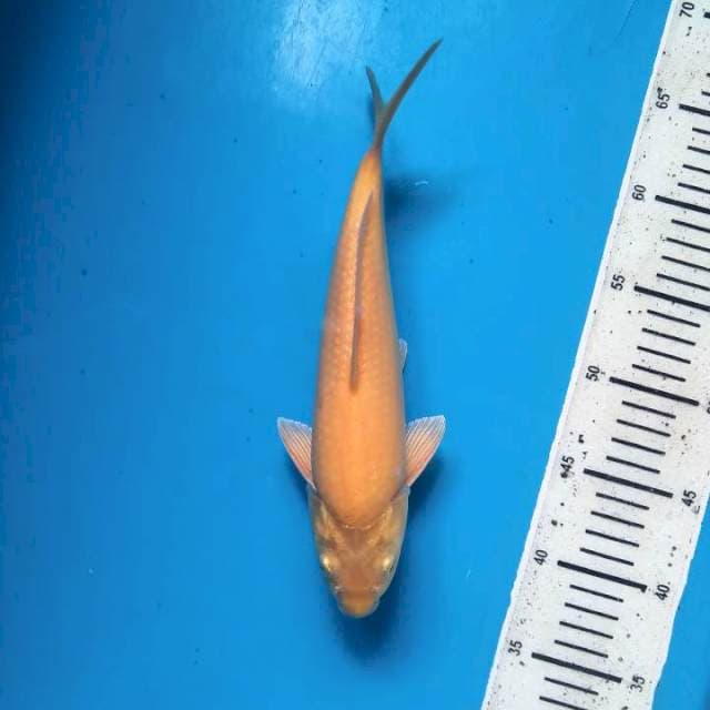 Karashi F1 26cm ( M )