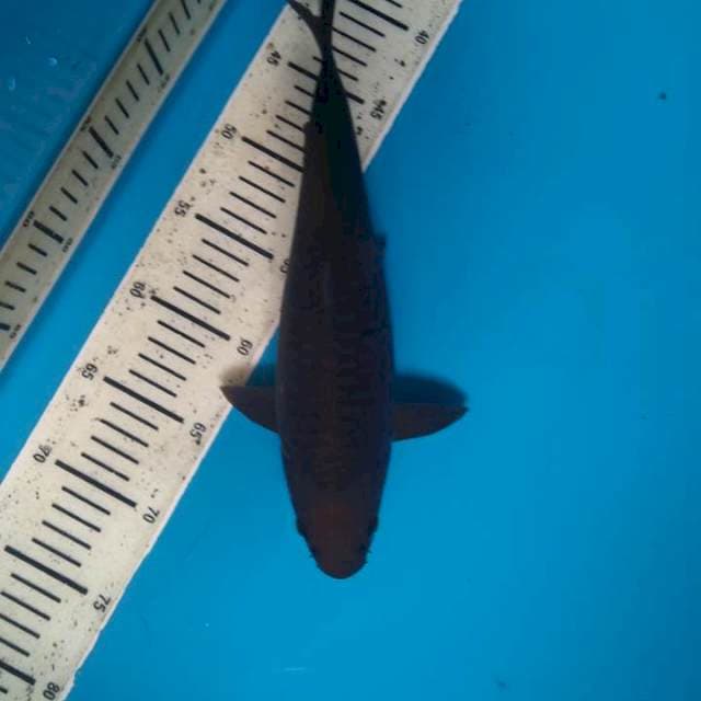 Tembaga 31cm ( F )