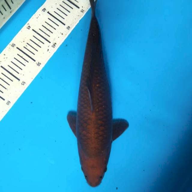 Chagoi 38cm ( F )