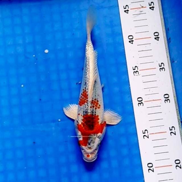 Kanoko ginrin