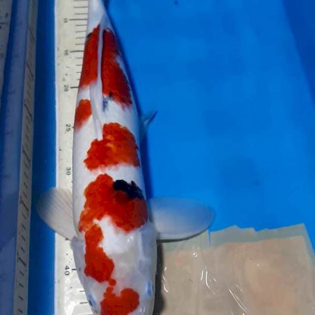 SANKE RED STRONG 46 CM