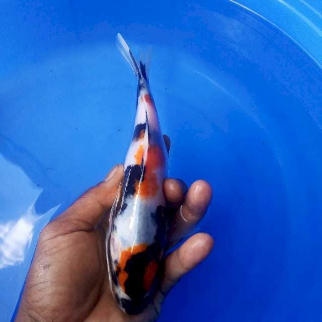 22cm