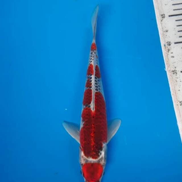 Maruten gosiki 30cm