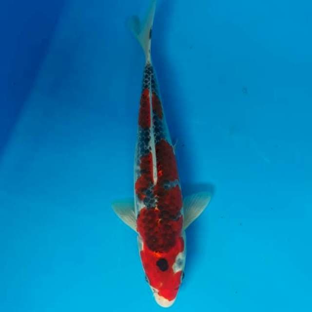 Gosiki original strong 28cm