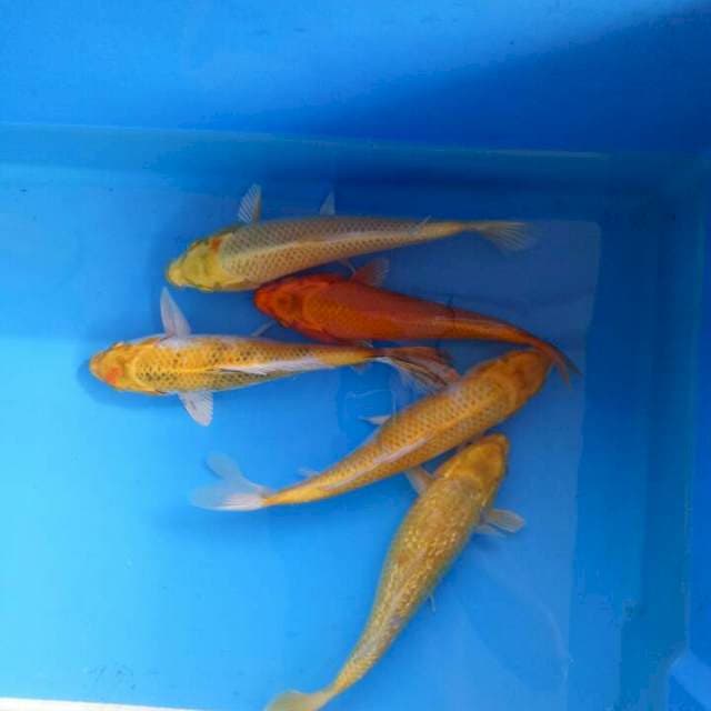 f1 ogon