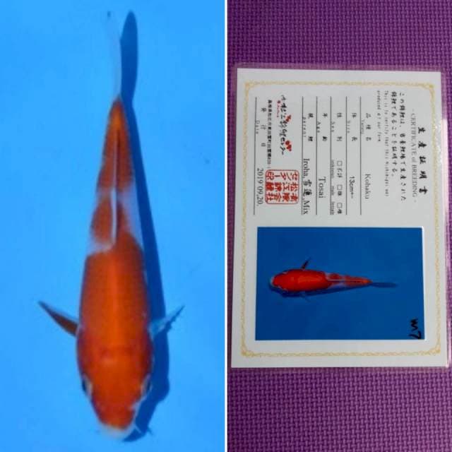 Matsue kohaku 12cm serti