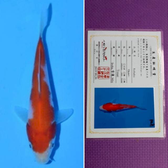 Matsue kohaku 11cm serti