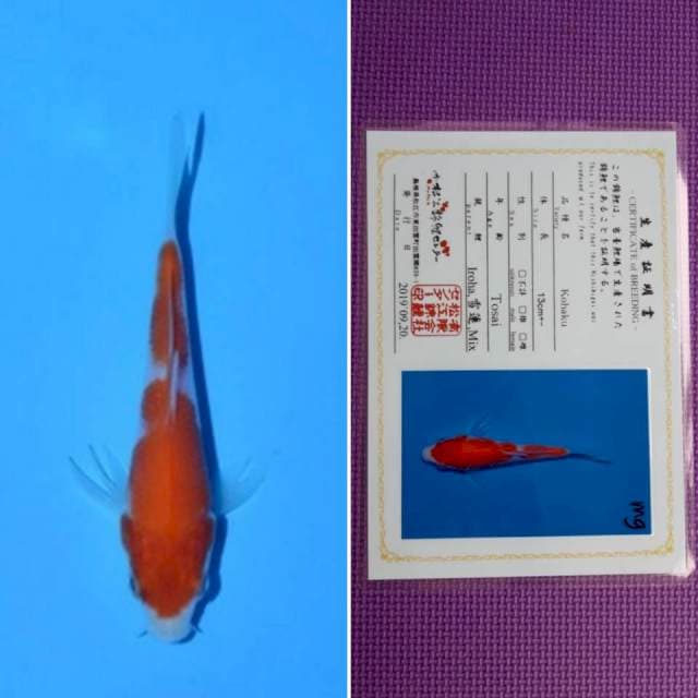 Matsue kohaku 11cm serti