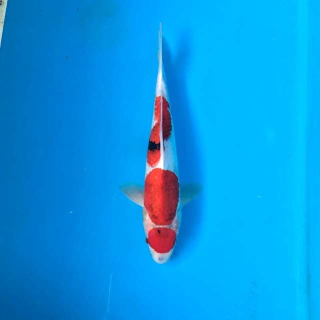 Tancho budho Goromo 26cm (cutting kering sdh aman)