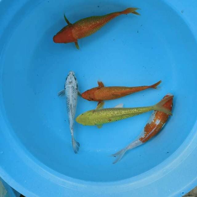 Mix PASUKAN GINRIN 25-27CM