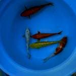 Mix PASUKAN GINRIN 25-27CM