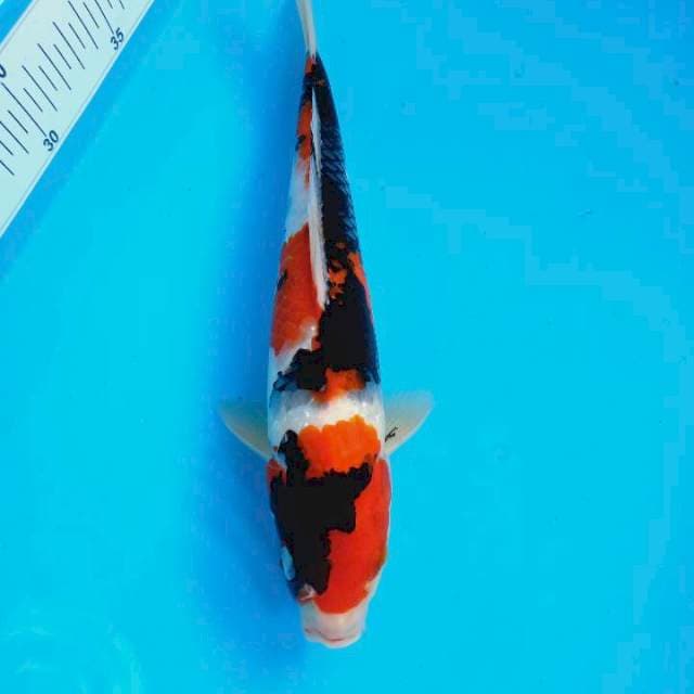 Showa Strong 27 cm 