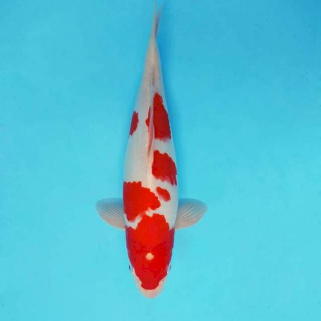 ZUKI 7 - KOHAKU ®