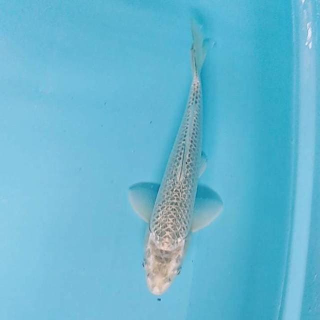Kawari ginrin bagus 31cm