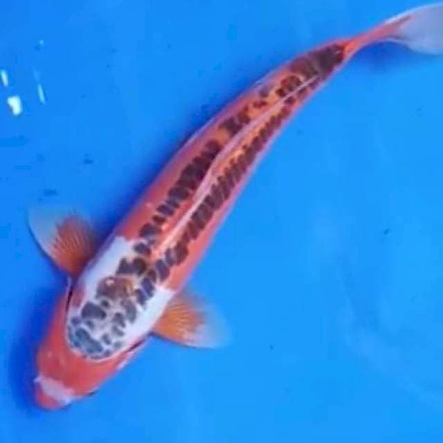 Hana Shusui 30cm geerrrr