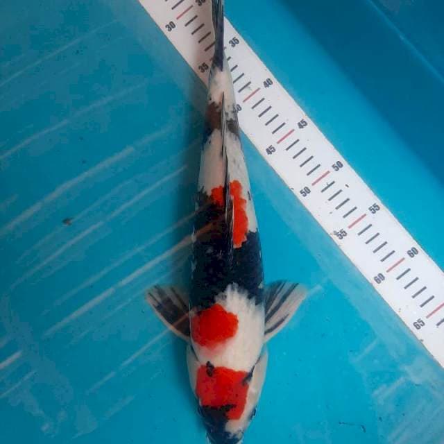 Showa red strong 40cm