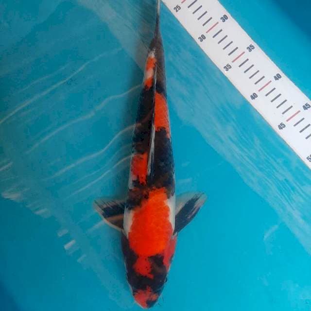 Showa male 39cm