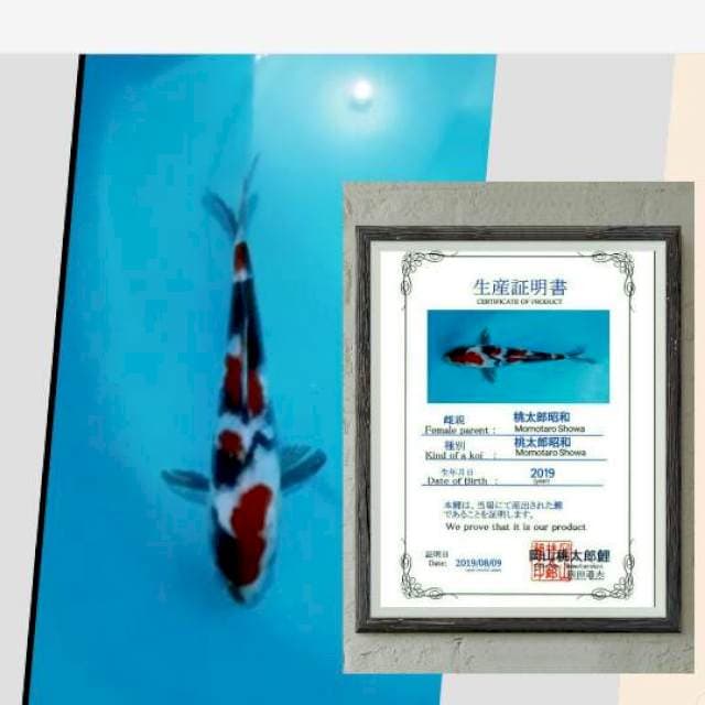 momotaro showa import