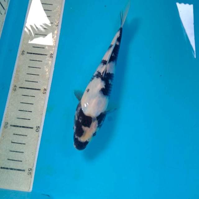 Shiro, 20 cm