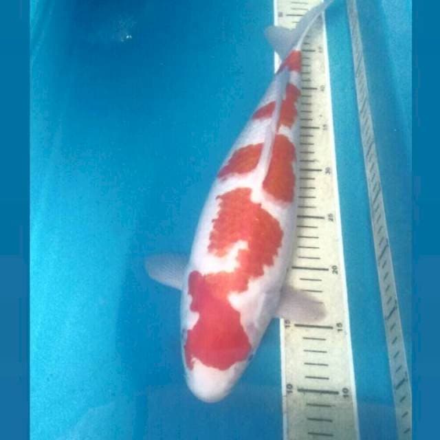 Original Patern Kohaku, 40 cm