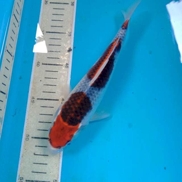 Goshiki, 24 cm