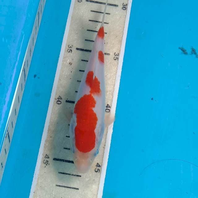 Kohaku, 15 cm
