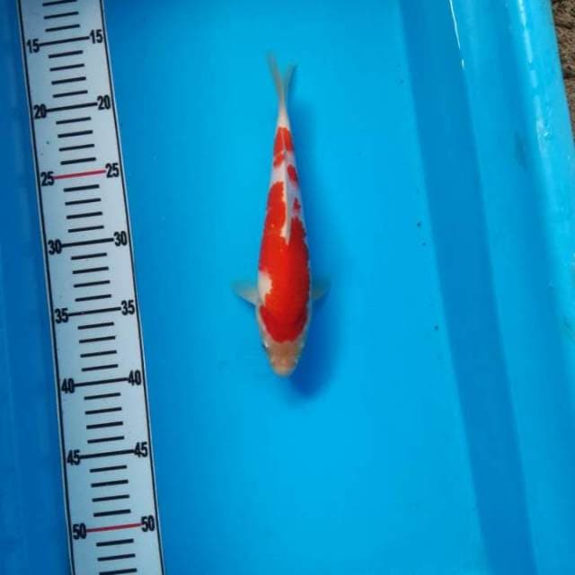 NEAR KOI - 24cm - KOHAKU