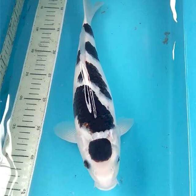 Goromo 38cm