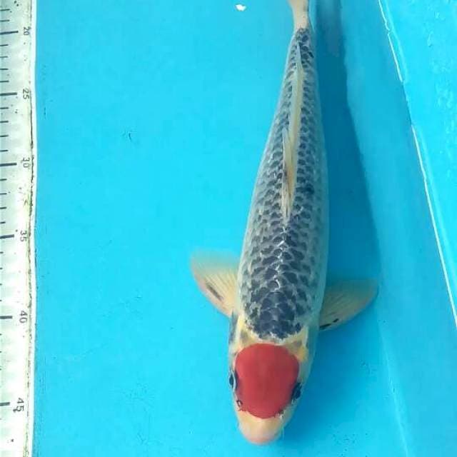 Tancho Goshiki 34cm Male