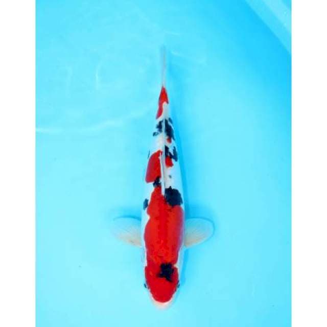 SANKE DOITSU 33 CM MALE
